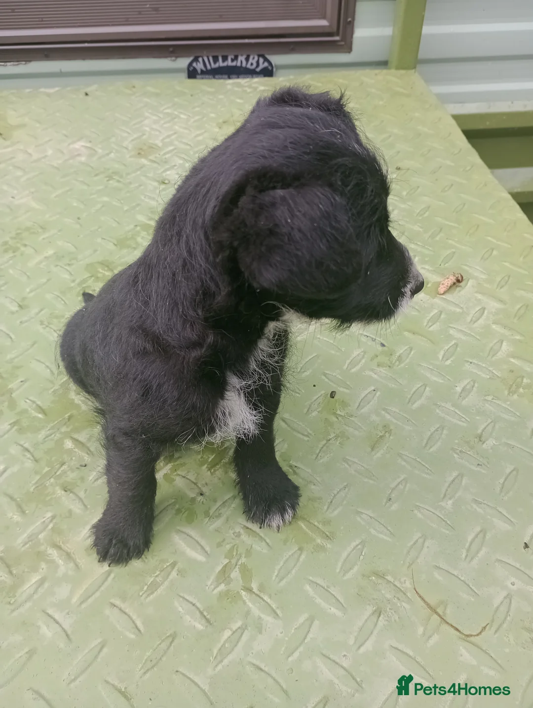 Jackapoo dogs for sale: Adorable Jacapoo,s - Advert 2