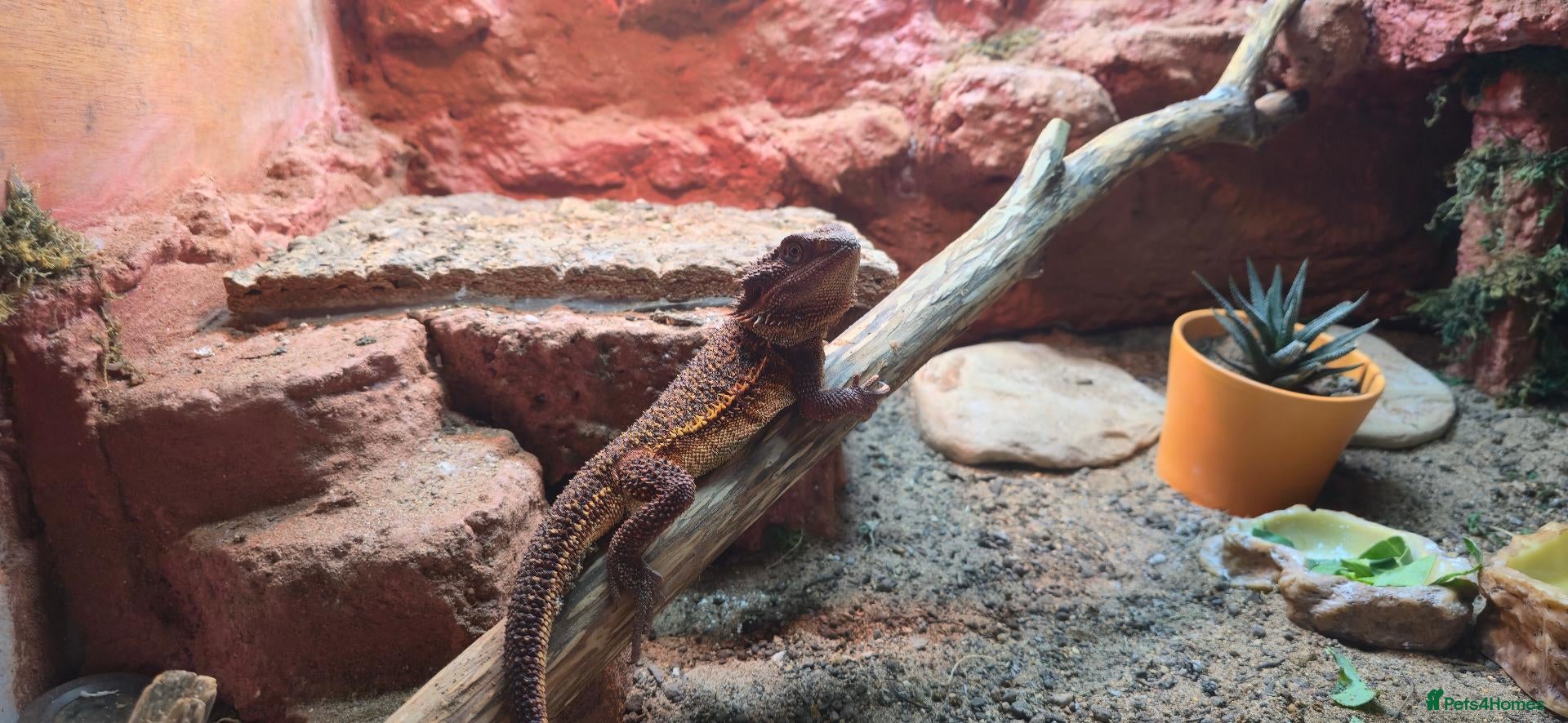 Bearded Dragon reptiles Red monster bearded dragon plus home  - Advert 3