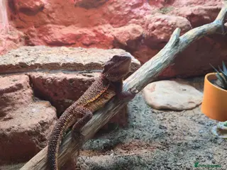 Bearded Dragon reptiles Red monster bearded dragon plus home - Advert 3