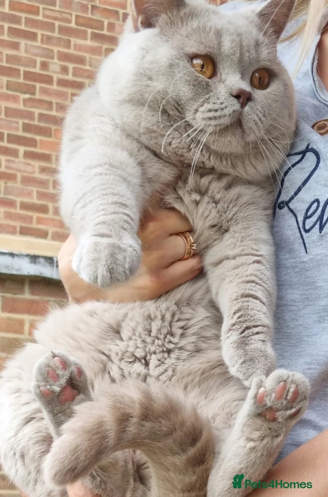 British Shorthair cats 2 BOYS LEFT 100% Pure Pedigree LILAC CHAMPION boys - Advert 2