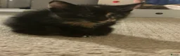 Mixed Breed cats for sale: 4 beautiful kittens - Advert 8