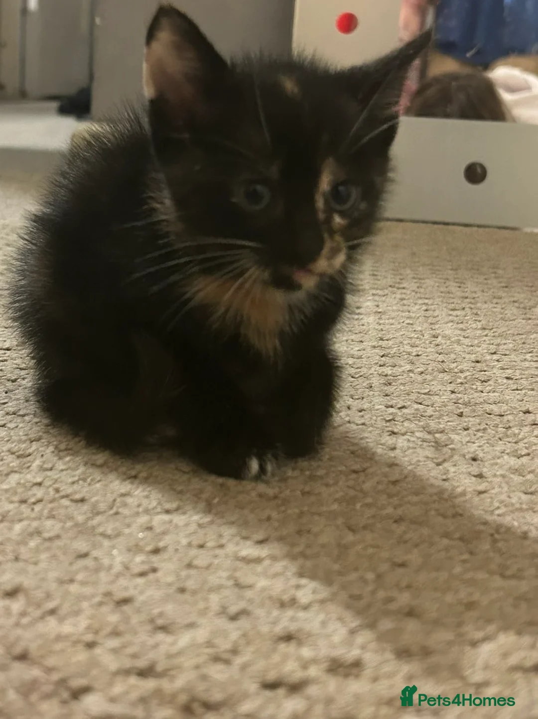 Mixed Breed cats for sale: 4 beautiful kittens - Advert 8