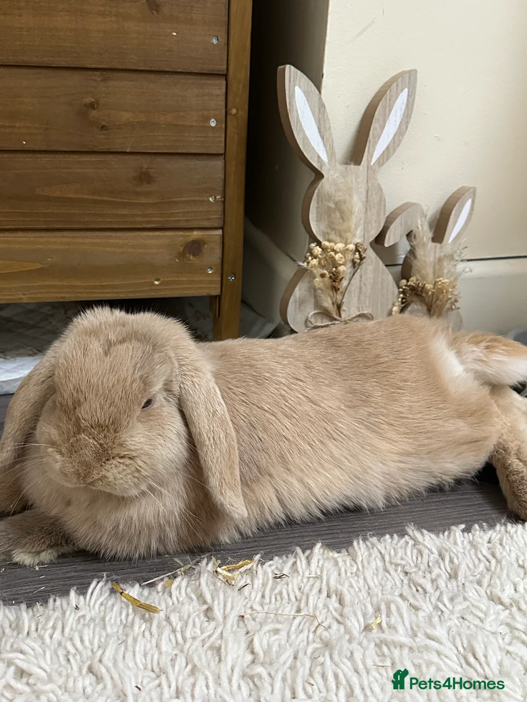 Mini Lop rabbits for sale: Beautiful Mini Lops for sale  - Advert 9