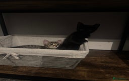 Mixed Breed cats for sale: Two kittens  - Image 5