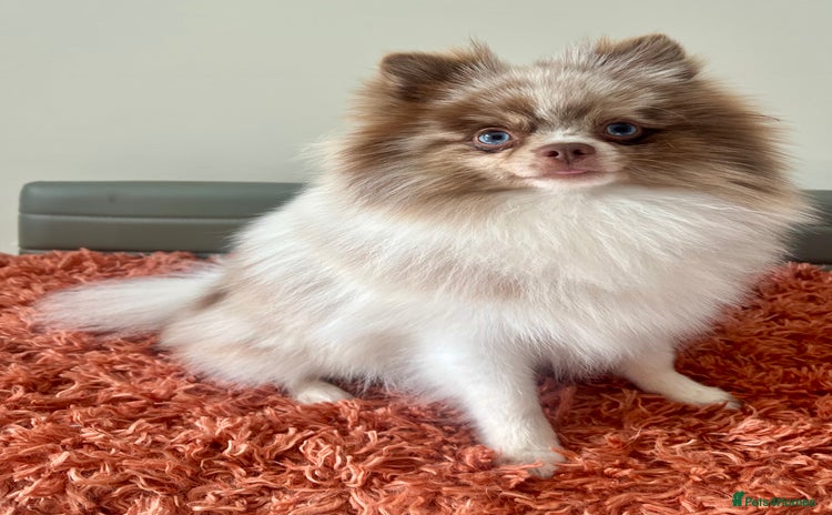 Pomeranian dogs - Advert 10