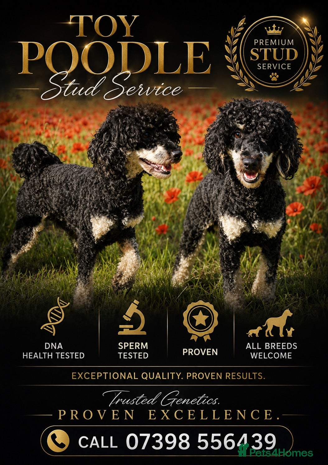Toy Poodle dogs Black phantom toy poodle for stud  - Advert 4