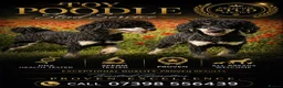 Toy Poodle dogs for stud: Black phantom toy poodle for stud  - Advert 2
