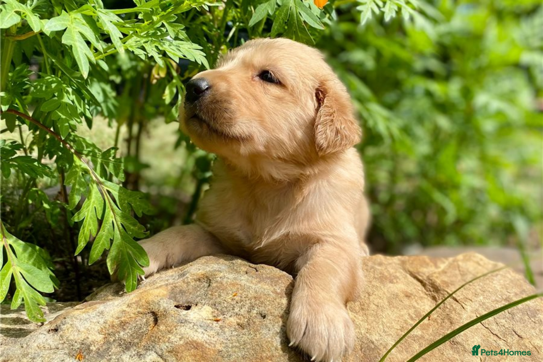 Golden Retriever dogs for sale: Beautiful Golden Retriever Puppies – Family Raised - Image 9