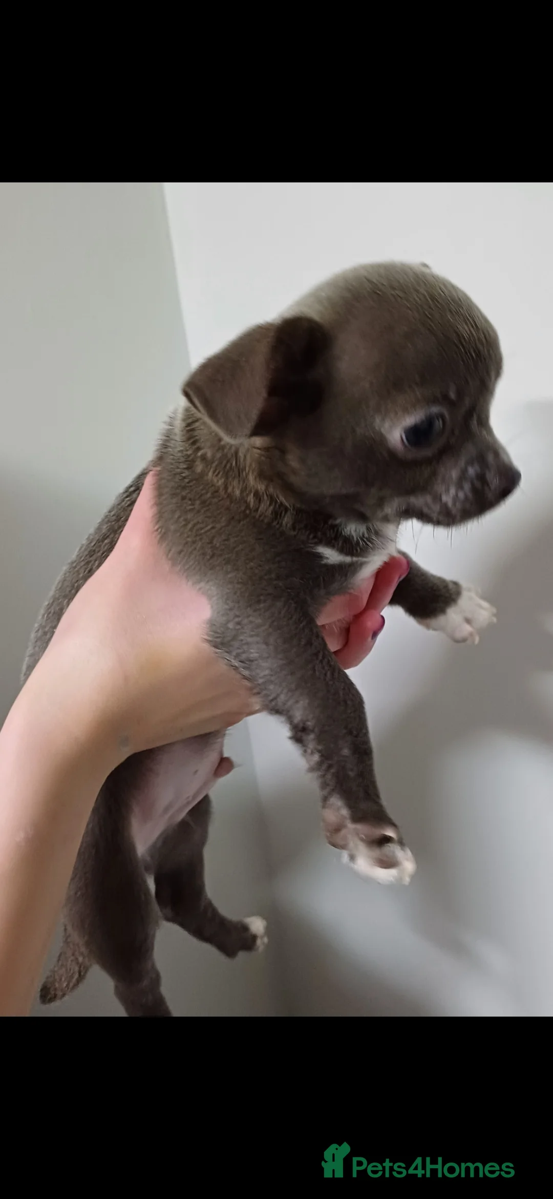 Chihuahua dogs for sale:  **  chihuahua puppies  - Advert 14
