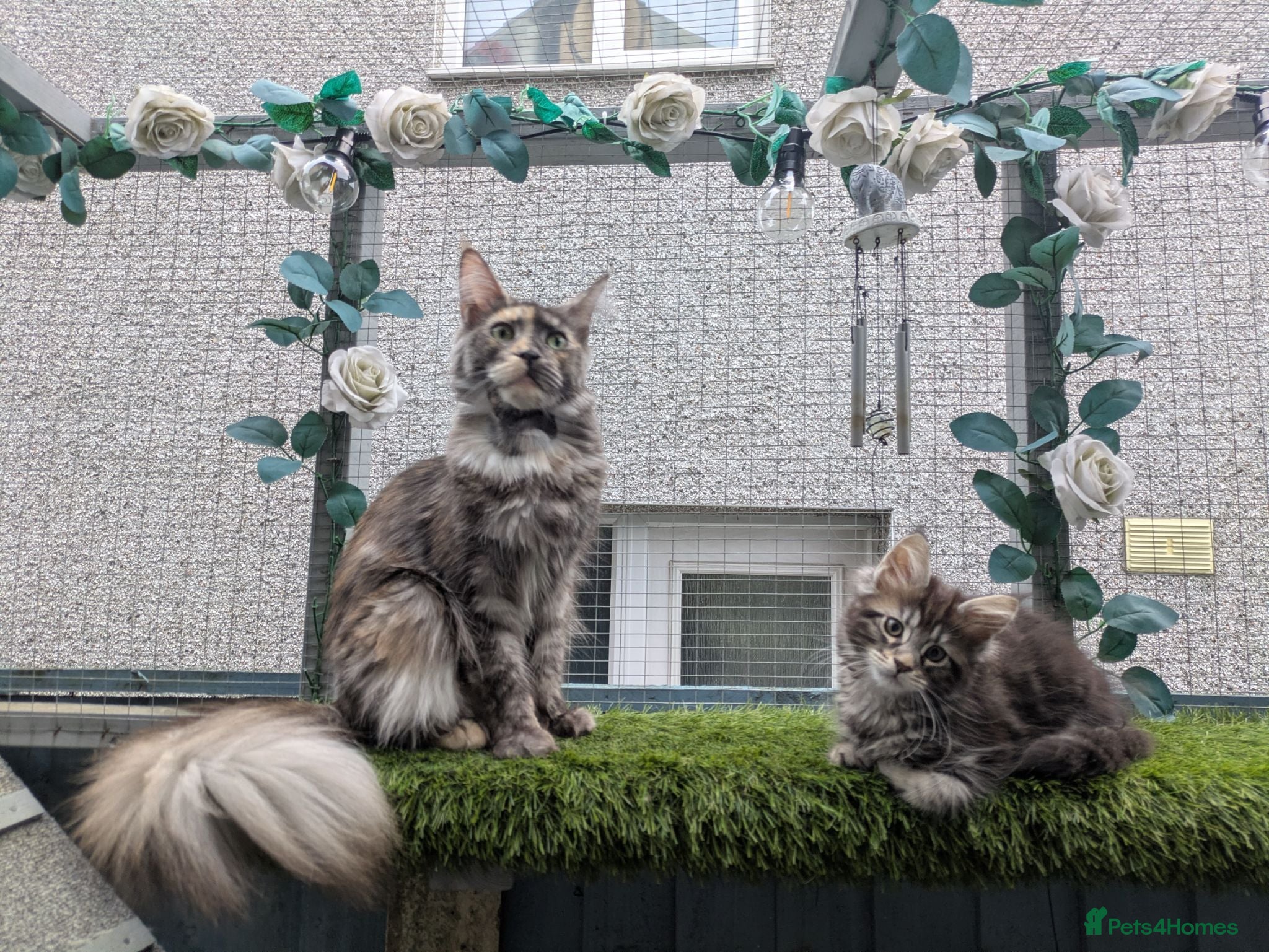 Maine Coon cats Male Maine coon kittens  - Advert 1