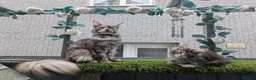 Maine Coon cats for sale: Male Maine coon kittens  - Advert 1