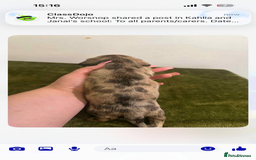 Mixed Breed dogs for sale: Schweenies - Advert 10