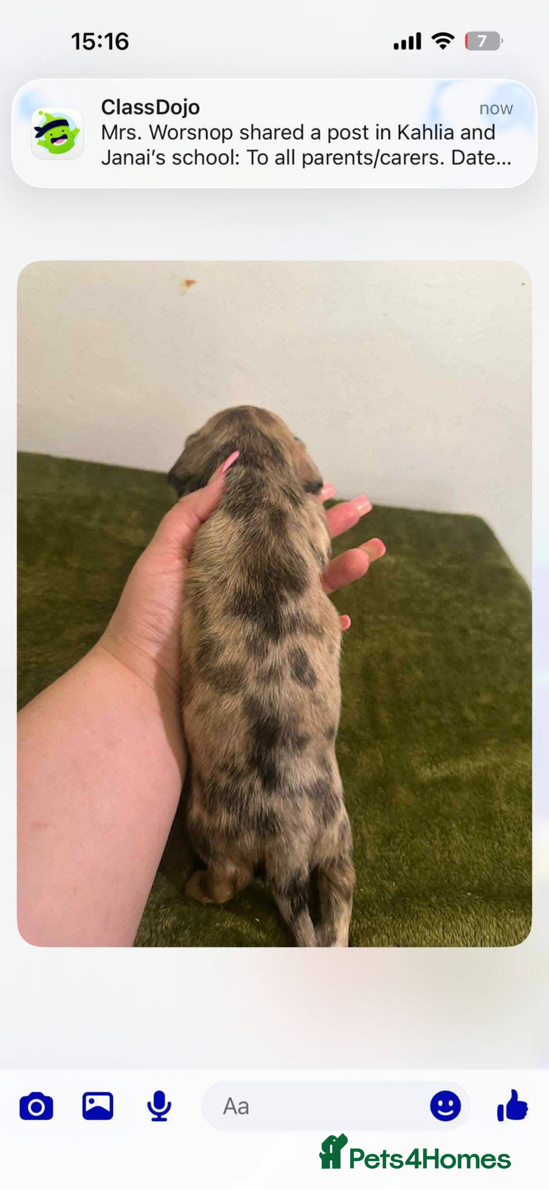 Mixed Breed dogs for sale: Schweenies - Advert 10