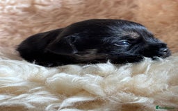 Border Terrier dogs for sale: Border Terriers  - Image 4