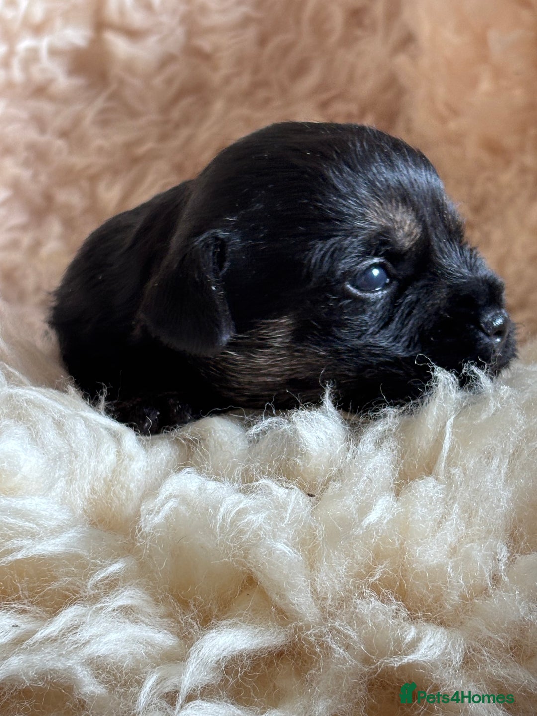 Border Terrier dogs for sale: Border Terriers  - Image 4