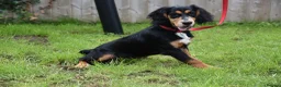Cocker Spaniel dogs for sale: 6 Months Old Male Working Cocker KC Reg. - Advert 5