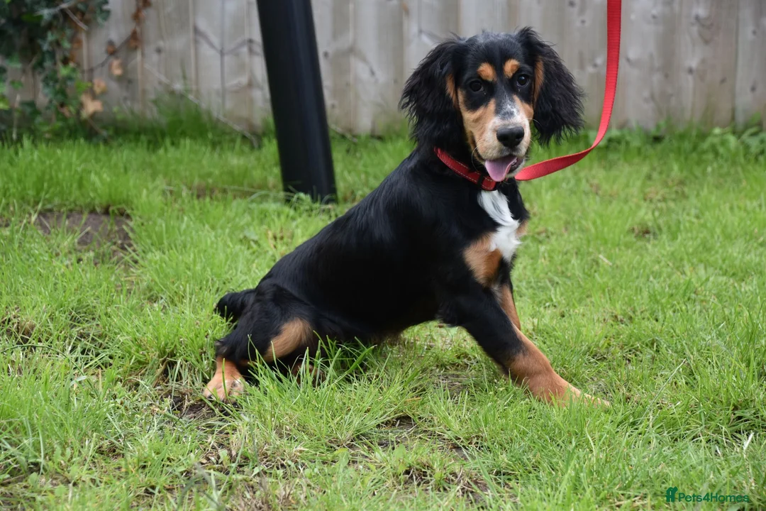 Cocker Spaniel dogs for sale: 6 Months Old Male Working Cocker KC Reg. - Advert 5