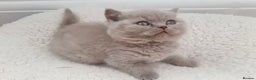 British Shorthair cats for stud: GCCF BRITISH SHORTHAIR STUD HUGE BOY MILTON KEYNES in Milton Keynes - Advert 4