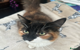 Ragdoll cats for sale: Meet Gizmo: Stunning Ragdoll Ready for Rehoming  - Image 3