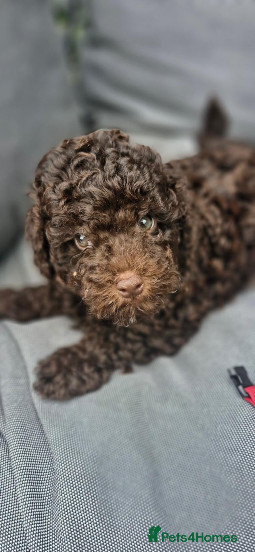Toy Poodle dogs KC REG CHOCOLATE TOY POODLE PUPPYS  - Advert 6