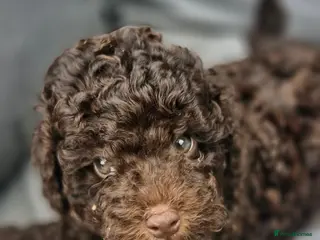 Toy Poodle dogs KC REG CHOCOLATE TOY POODLE PUPPYS - Advert 6