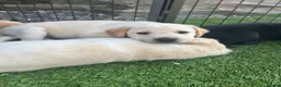 Labrador Retriever dogs for sale: KC Labrador pups, champagne, yellow & black  - Advert 9