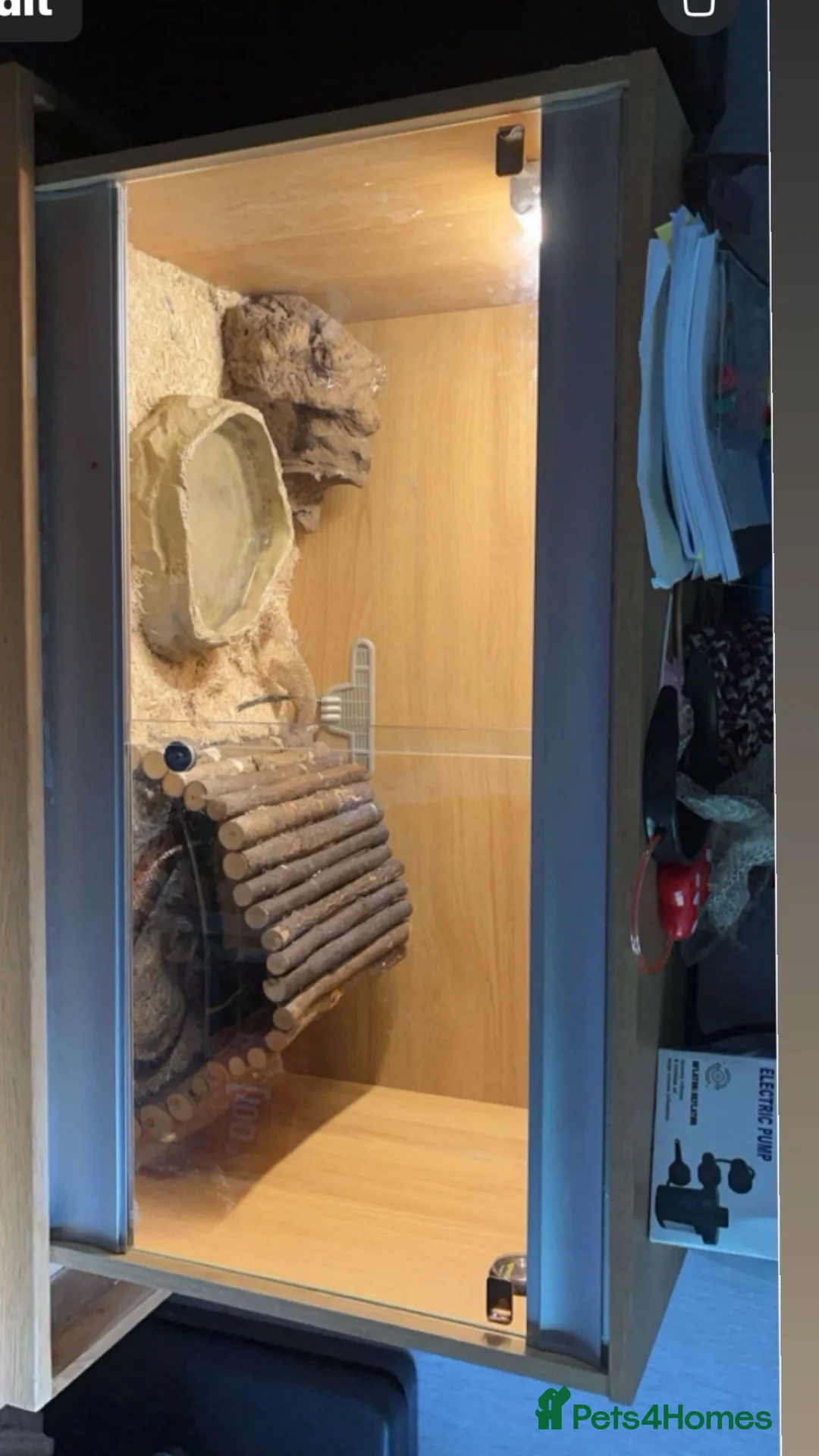 Corn Snake reptiles for sale: Selling my male corn snake 150pound   - Advert 5