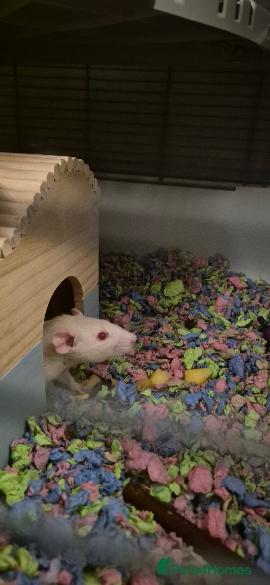 Rat rodents for sale: Salt the lovely rat  - Image 2