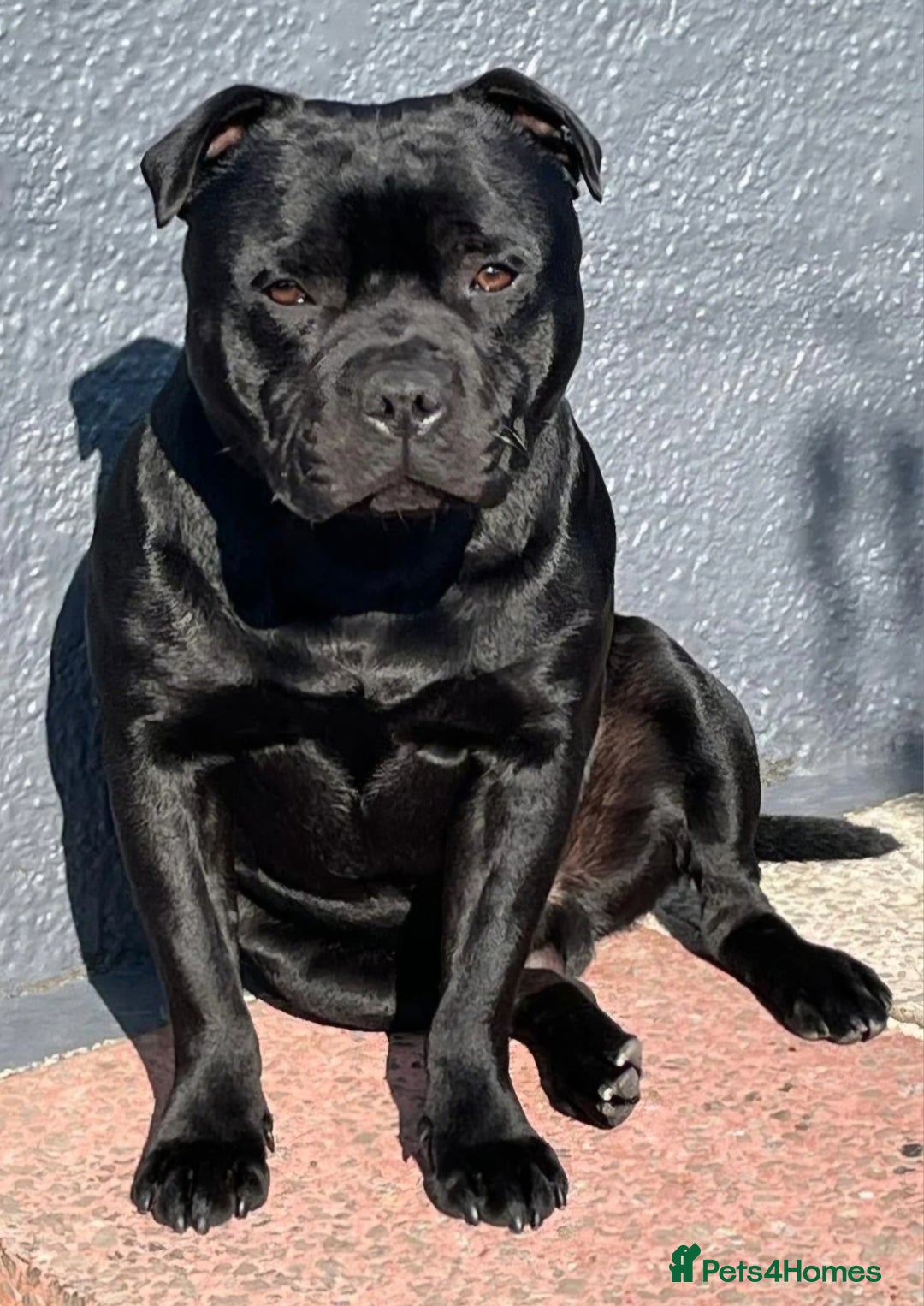 Staffordshire Bull Terrier dogs for sale: *2 left* Stunning Chunky KC Staffy Pups - Image 30