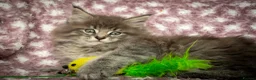 Maine Coon cats for sale: Beautiful Maine Coon Kittens - Advert 30