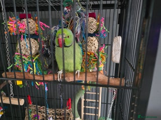 Ringnecks birds - Advert 6