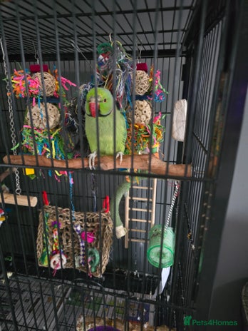 Ringnecks birds - Advert 9