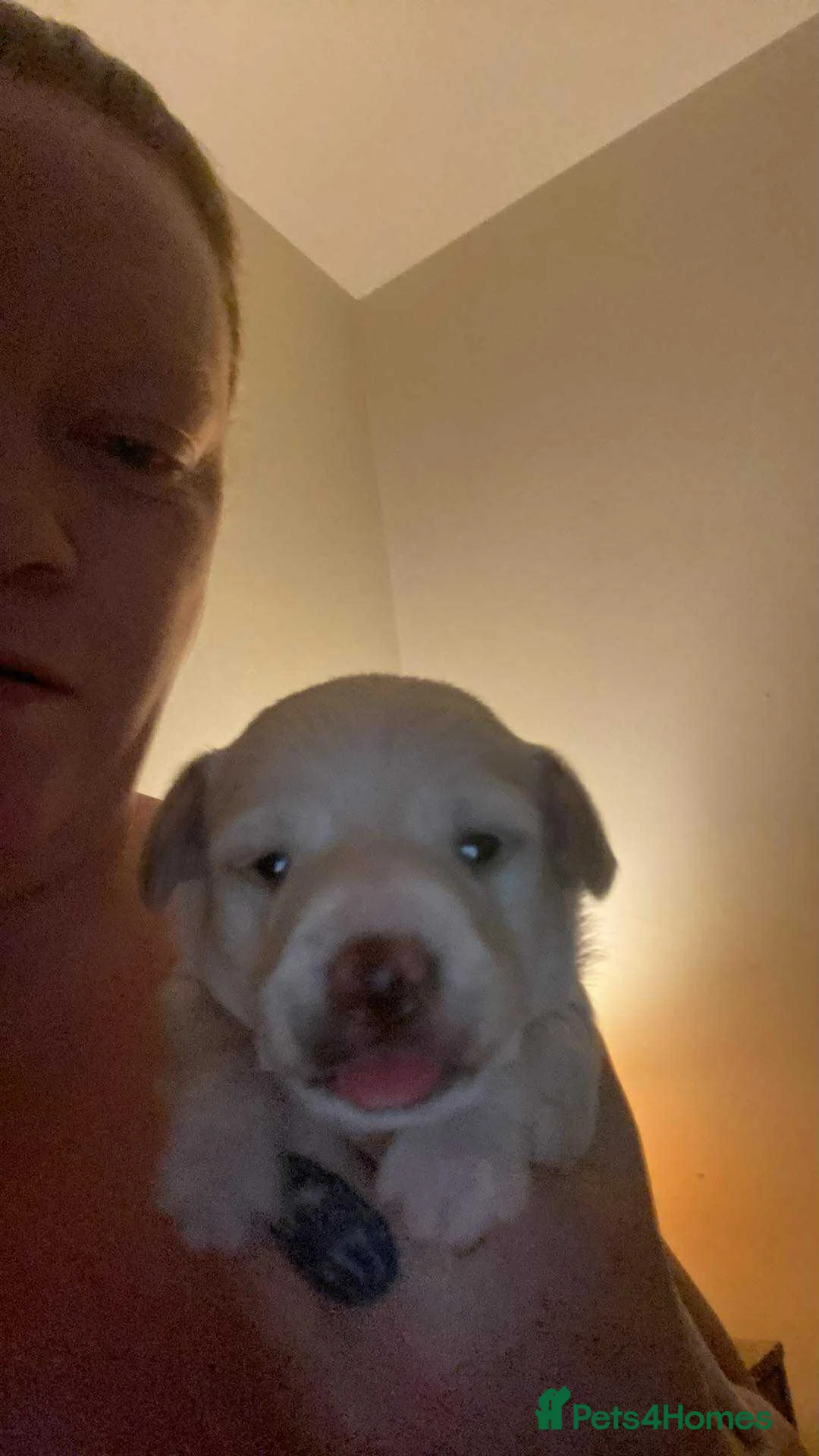 Mixed Breed dogs for sale: Terrier cross dachshund - Advert 3