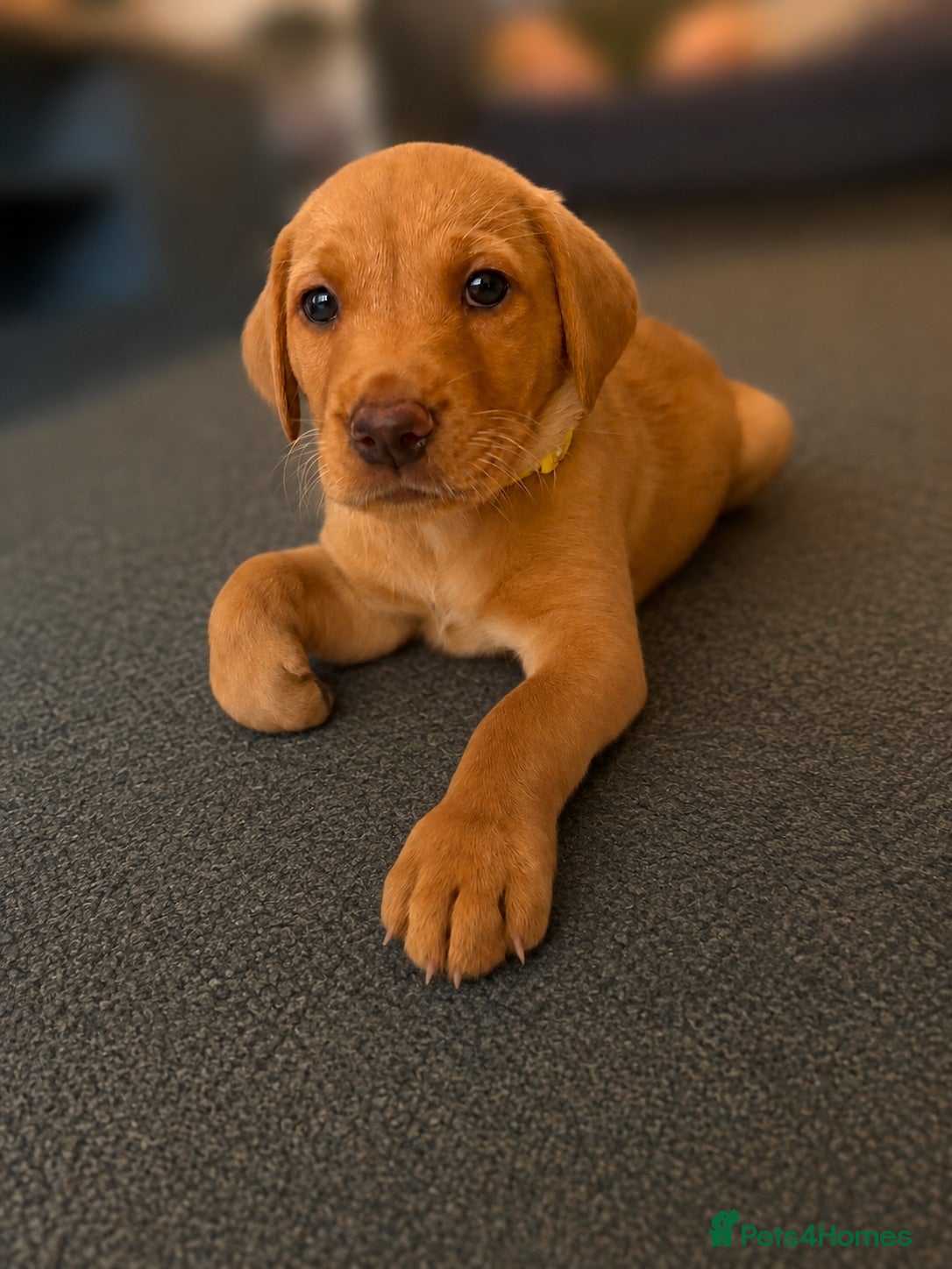 Goldador dogs 11 Goldador puppies *Ready to leave next week* - Advert 1