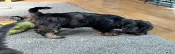 Doxiepoo dogs for sale: Stunning dachshund/poodle pups - Advert 14
