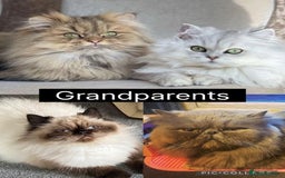 Mixed Breed cats for sale: Beautiful Persian Chinchilla cross kittens  - Image 6