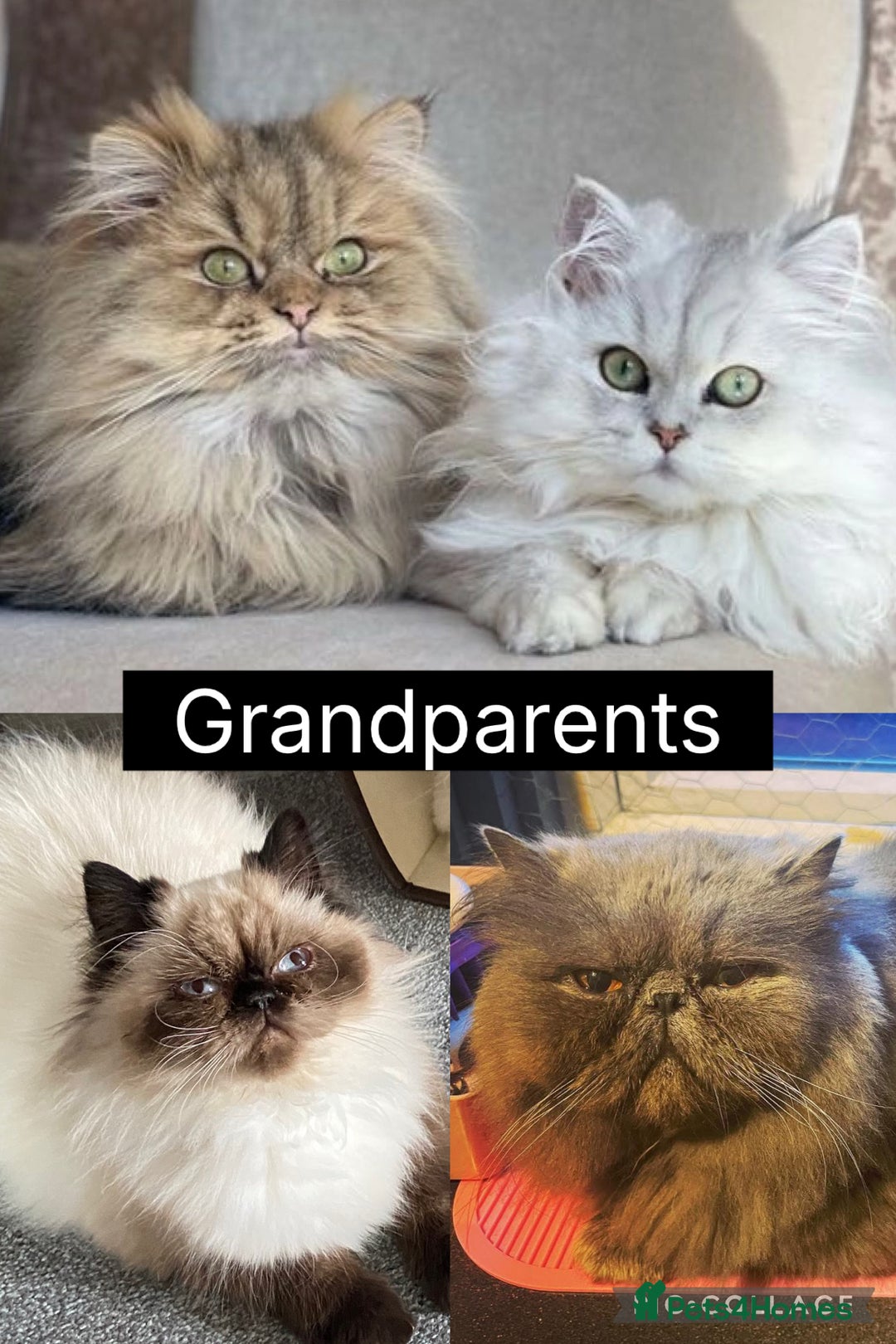 Mixed Breed cats for sale: Beautiful Persian Chinchilla cross kittens  - Image 6