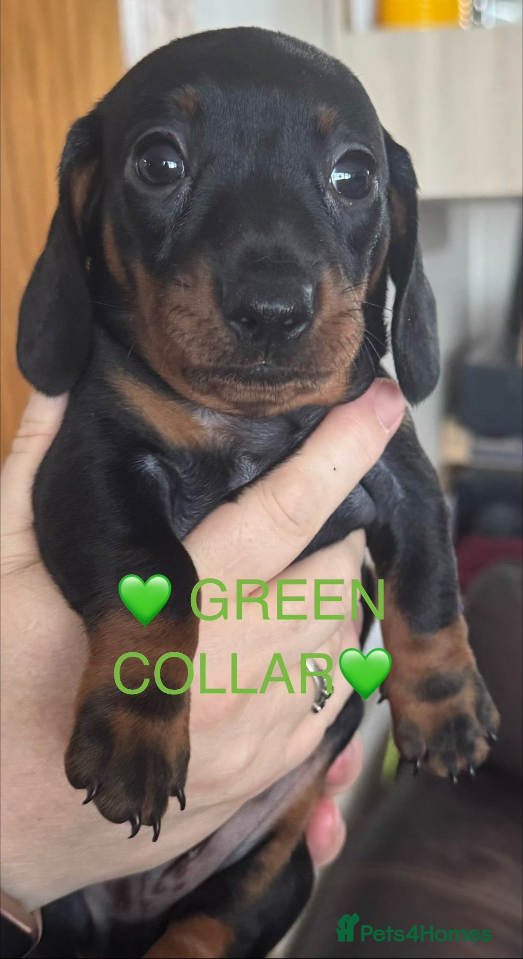 Dachshund dogs 🐾 Gorgeous Mini Dachshund Puppies-Come meet them! - Advert 8