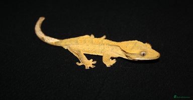 Gecko reptiles - Advert 15