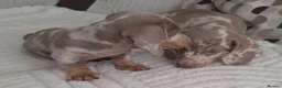 Miniature Dachshund dogs for stud: Meet Marley our Mini Dachshund stud - Advert 7