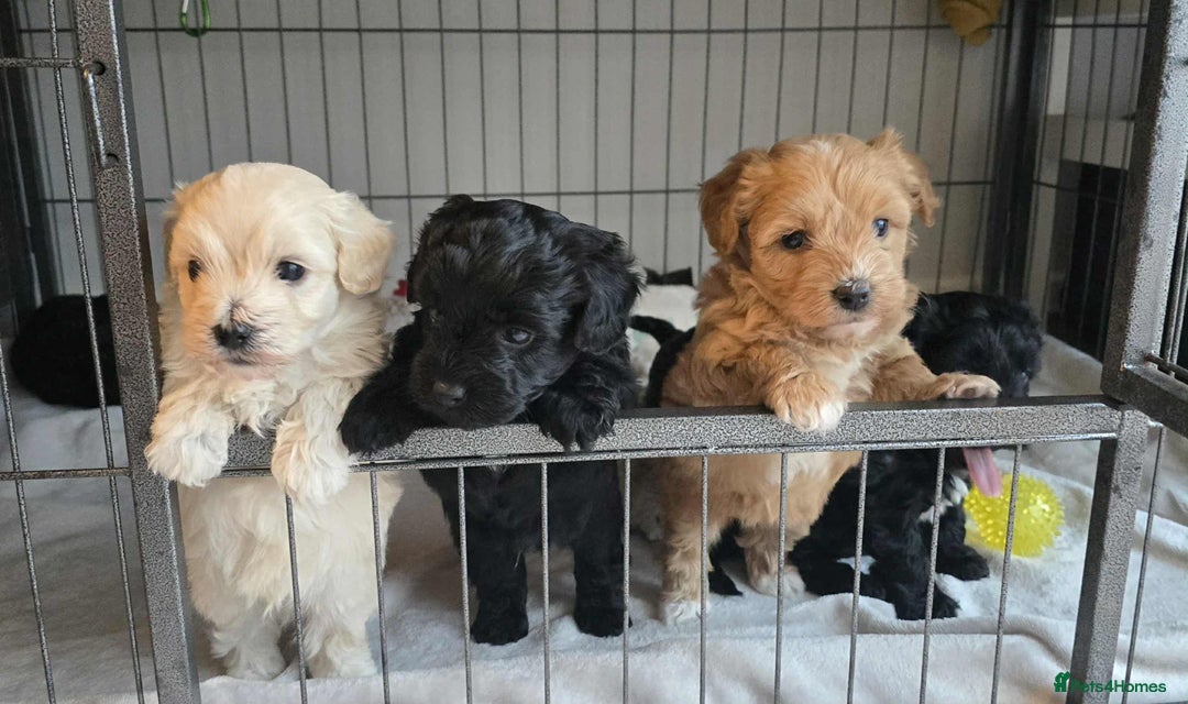 Mixed Breed dogs for sale: Beautiful havapoo’s READY TO GO 1 boy left - Advert 31