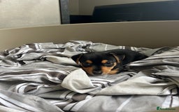Jack Russell dogs for sale: Miniature Jack Russell  - Image 14