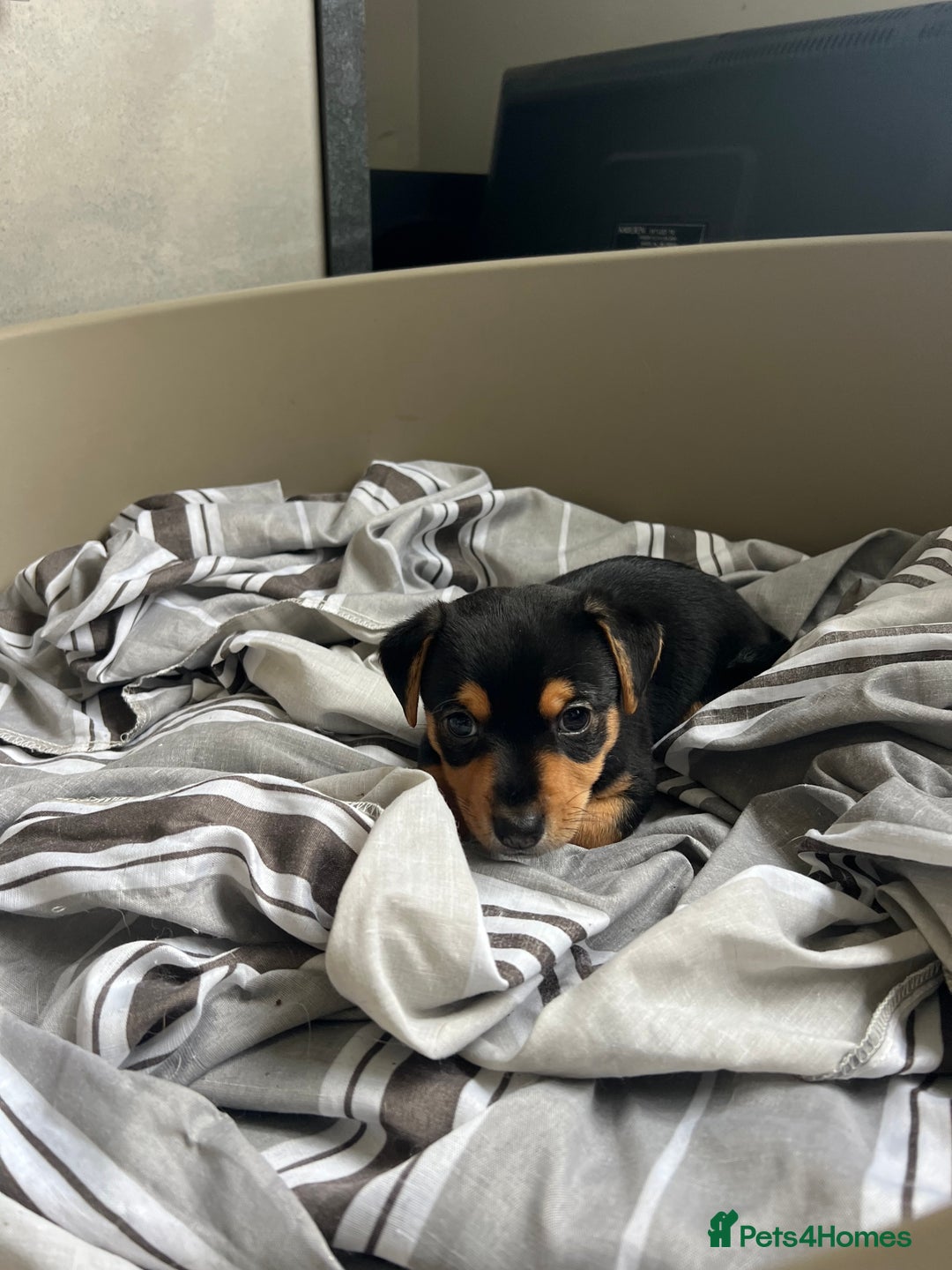 Jack Russell dogs for sale: Miniature Jack Russell  - Image 14