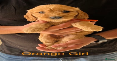 Cockapoo dogs - Advert 11