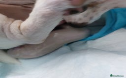 Jack Russell dogs for sale: Jack Russell  puppies for sale  - Image 10