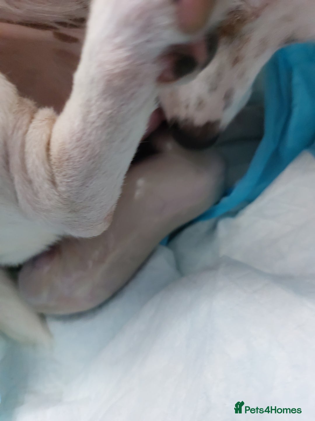 Jack Russell dogs for sale: Jack Russell  puppies for sale  - Image 10