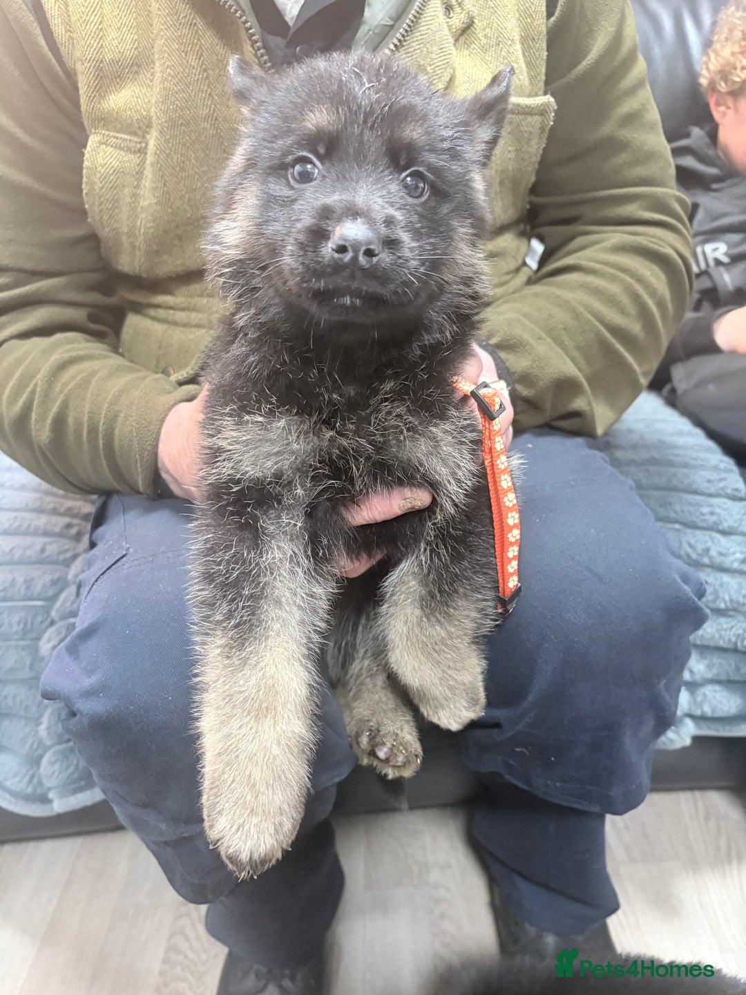 German Shepherd dogs for sale: German shepherd puppies - Advert 6