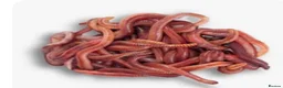 Worms invertebrates for sale: Earthworms  - Advert 3