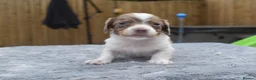 Miniature Dachshund dogs for sale: Long haired miniature dachshund  - Advert 12