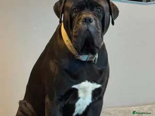 Cane Corso dogs 🐾 Cane Corso, Proven Bloodline, Stud Available in Hemel Hempstead - Advert 12